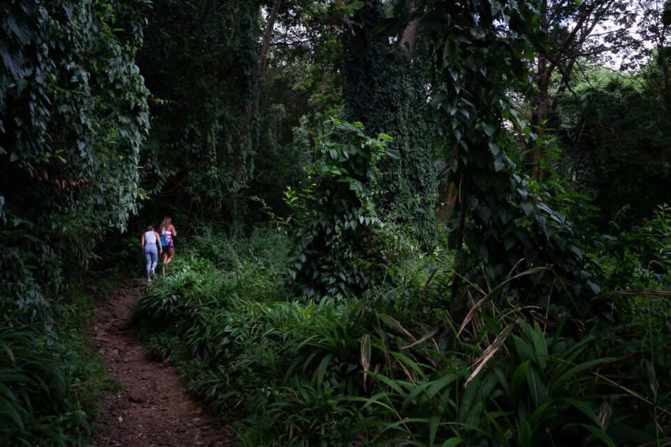 Makiki Valley Loop Trail On Oahu, Hawaii