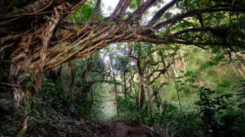 Hiking the Makiki Valley Loop Trail on Oʻahu, Hawaiʻi