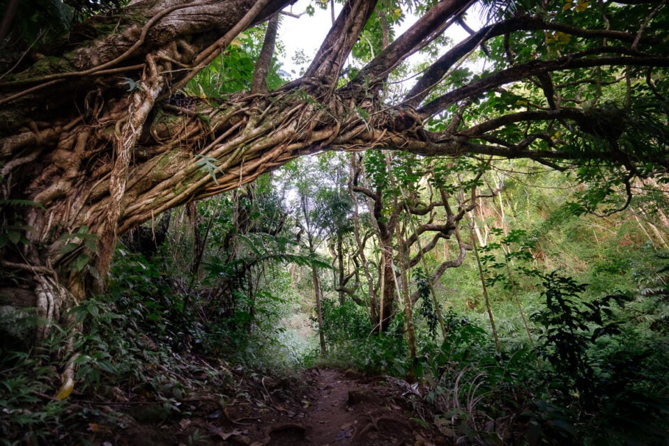 Makiki Valley Loop Trail On Oahu, Hawaii