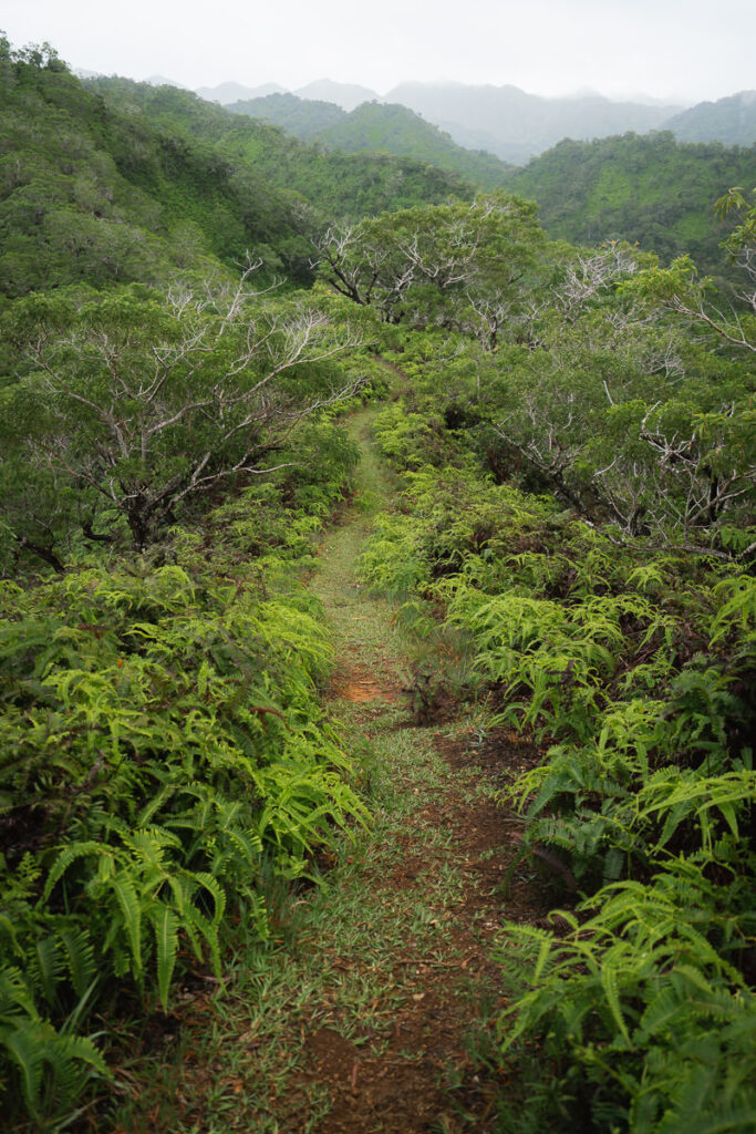 a trail in the middle of a lush green forest.