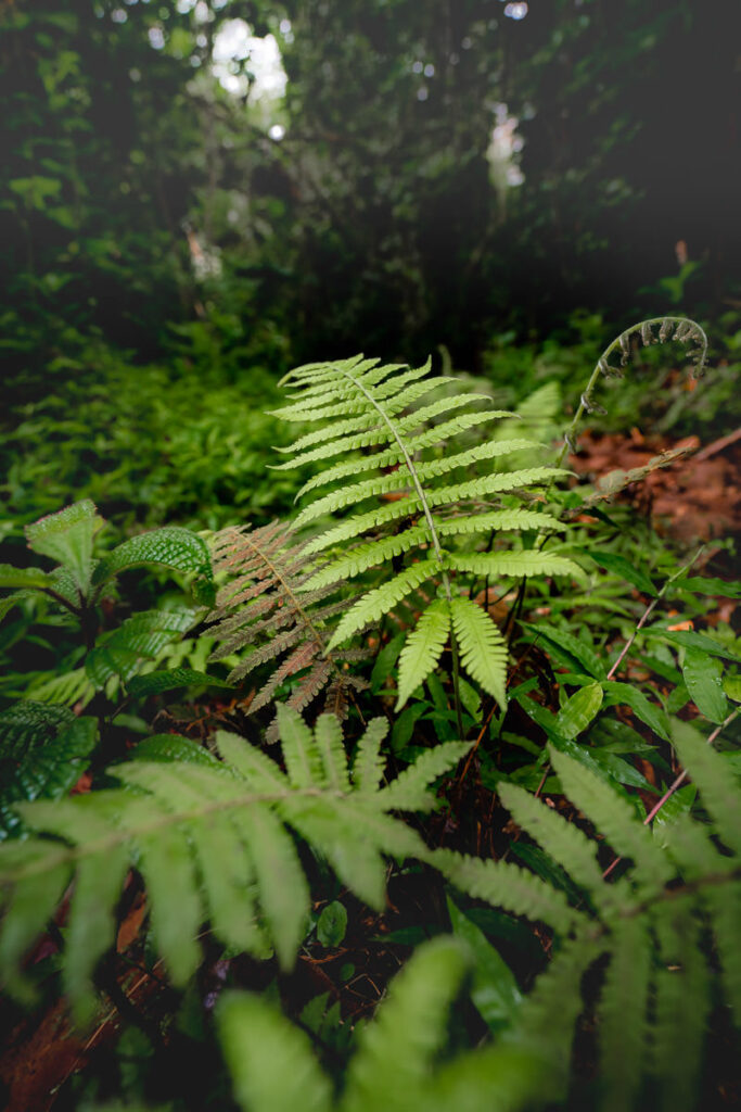 a fern is growing in the middle of a forest.