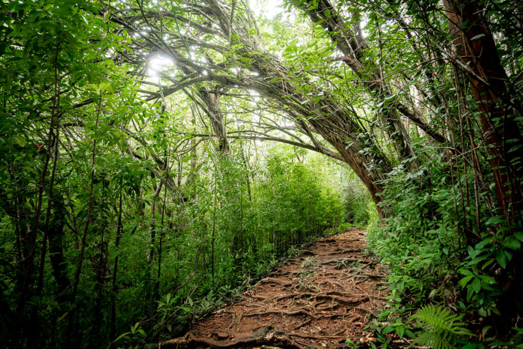a dirt path in the middle of a lush green forest.