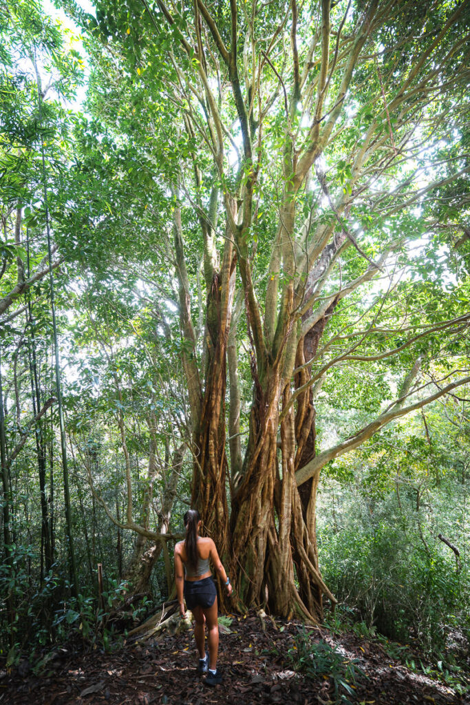 a woman walking through a forest next to a large tree.