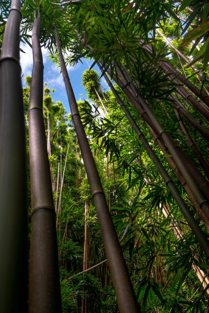 a group of tall bamboo trees in a forest.