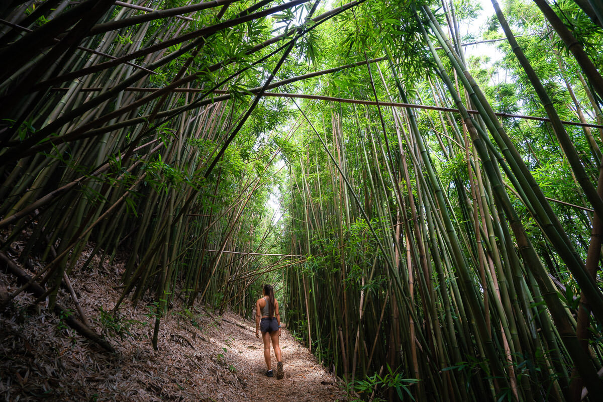 The Manoa Cliff Trail On Oahu, Hawaii: Hiker’s Guide