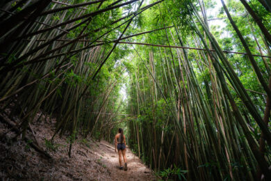 a woman walking through a bamboo forest.