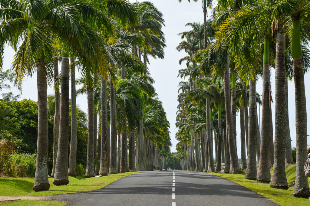a street lined with palm trees next to a lush green field.