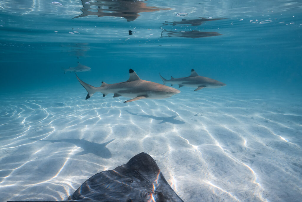 a group of sharks swimming in the Overwater Bungalows at Moorea.