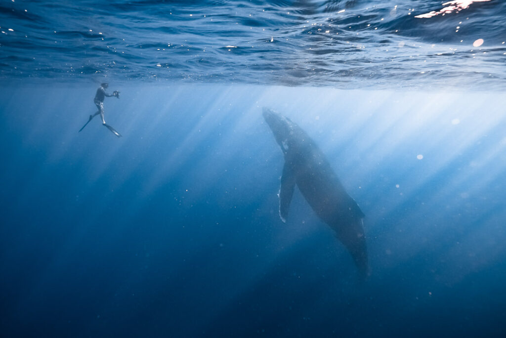 a person is swimming near a humpback whale in Moorea.