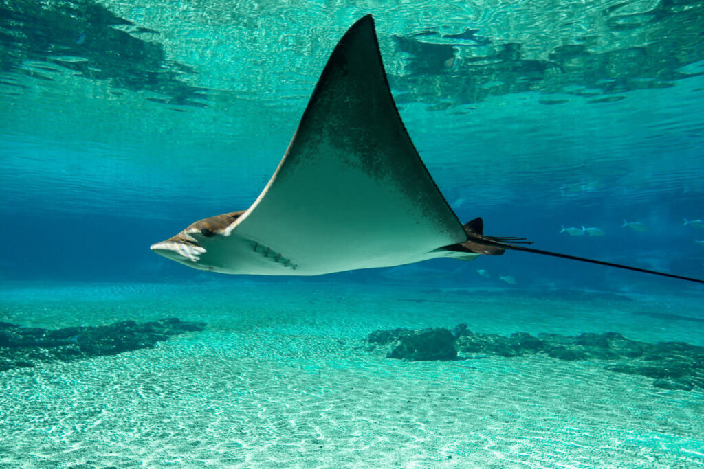 a manta ray swimming in the ocean.