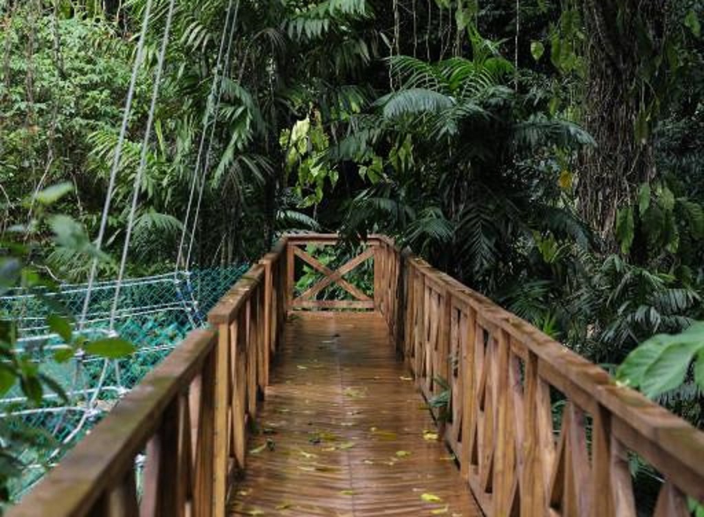 A wooden bridge in the jungle.