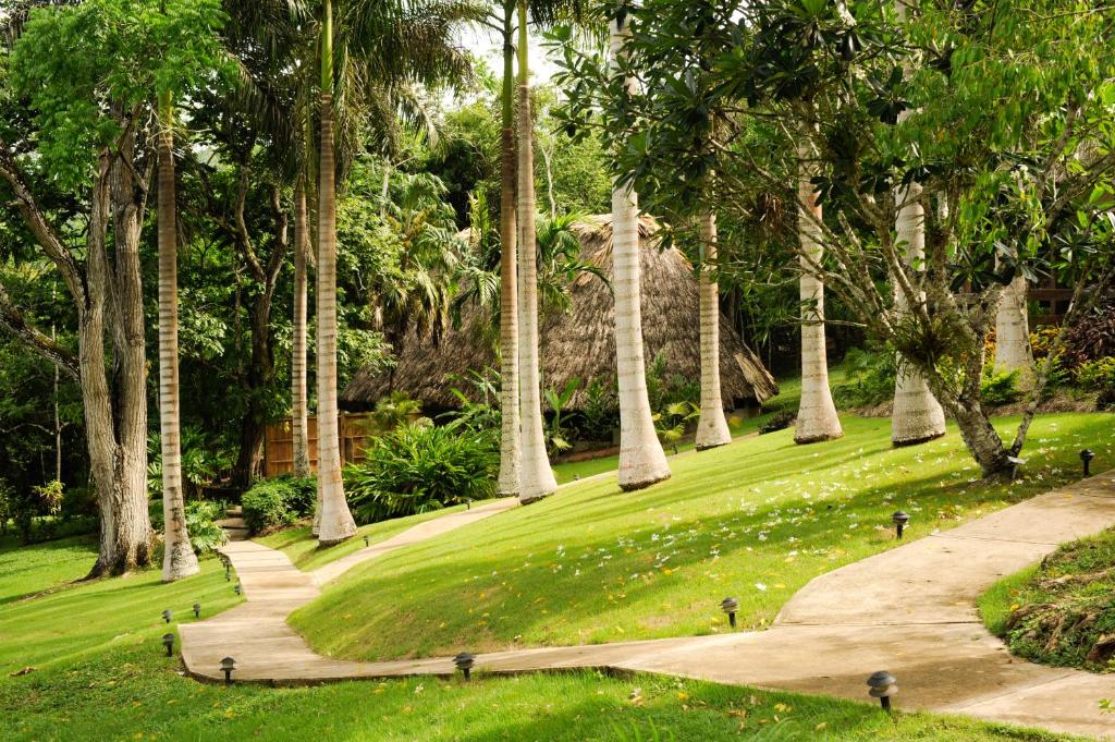A pathway leading to a lush green area with palm trees.