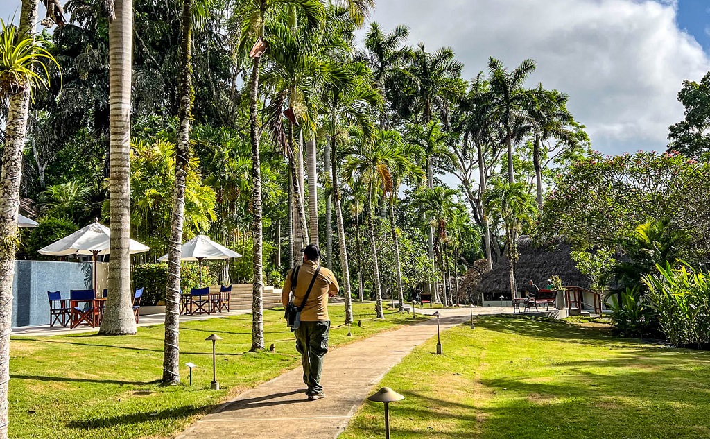 A man walking down a path in a tropical garden.