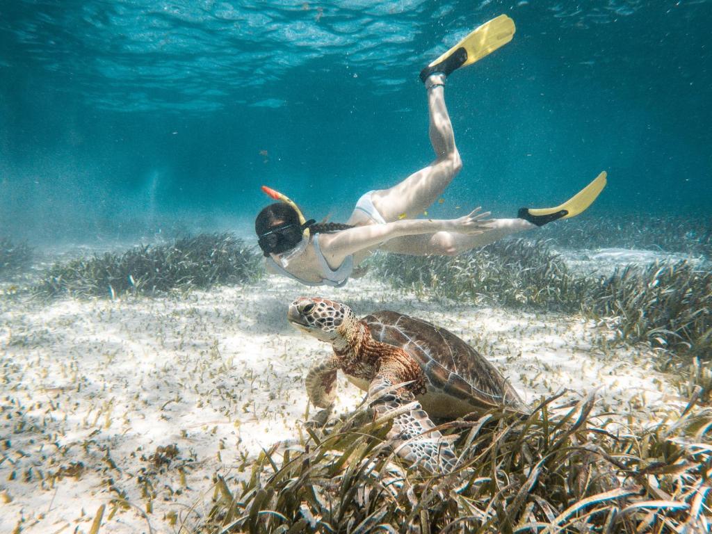 A woman snorks with a turtle in the water.