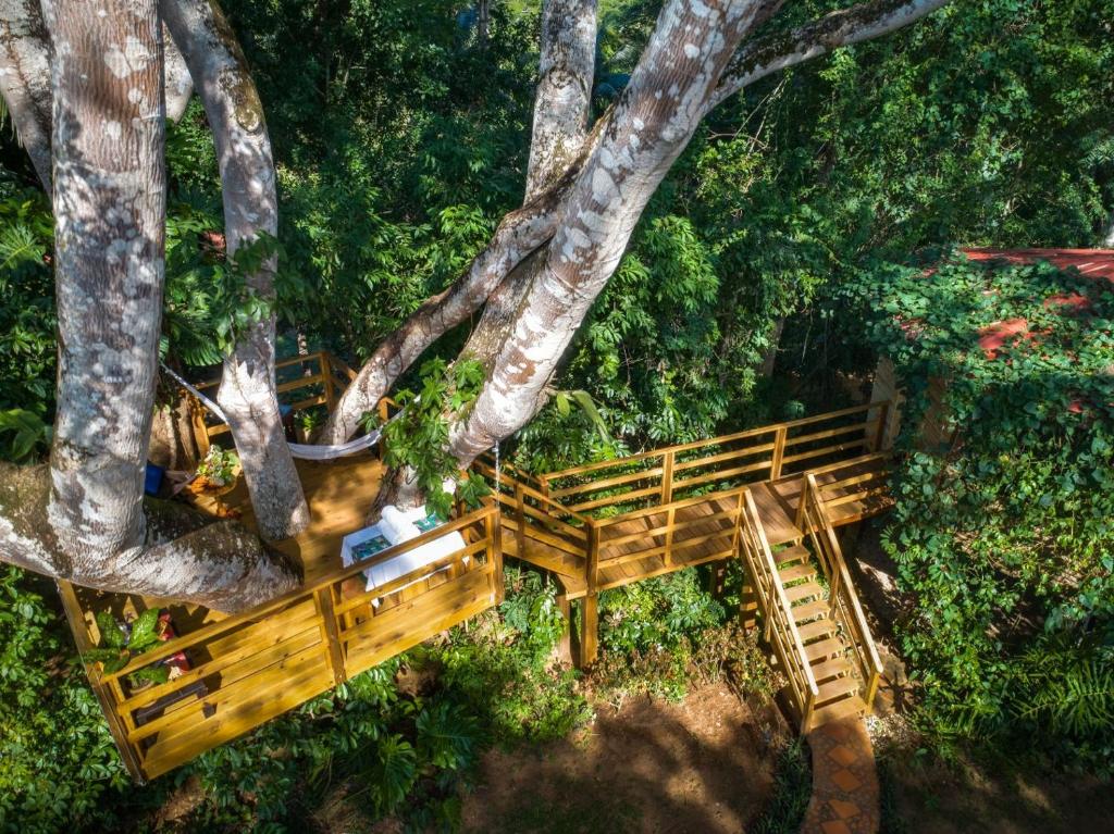 An aerial view of a tree house in the jungle.