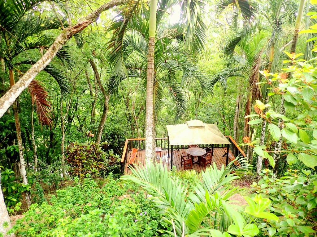 A wooden deck in the middle of a lush tropical jungle.