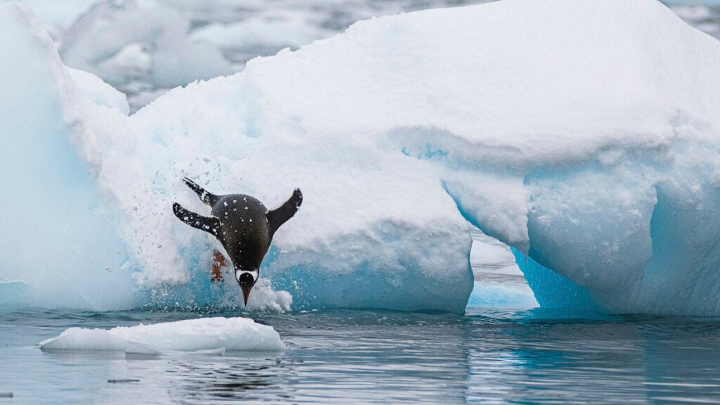 A penguin dives headfirst from an icy ledge into cold water, surrounded by snow and blue ice formations.