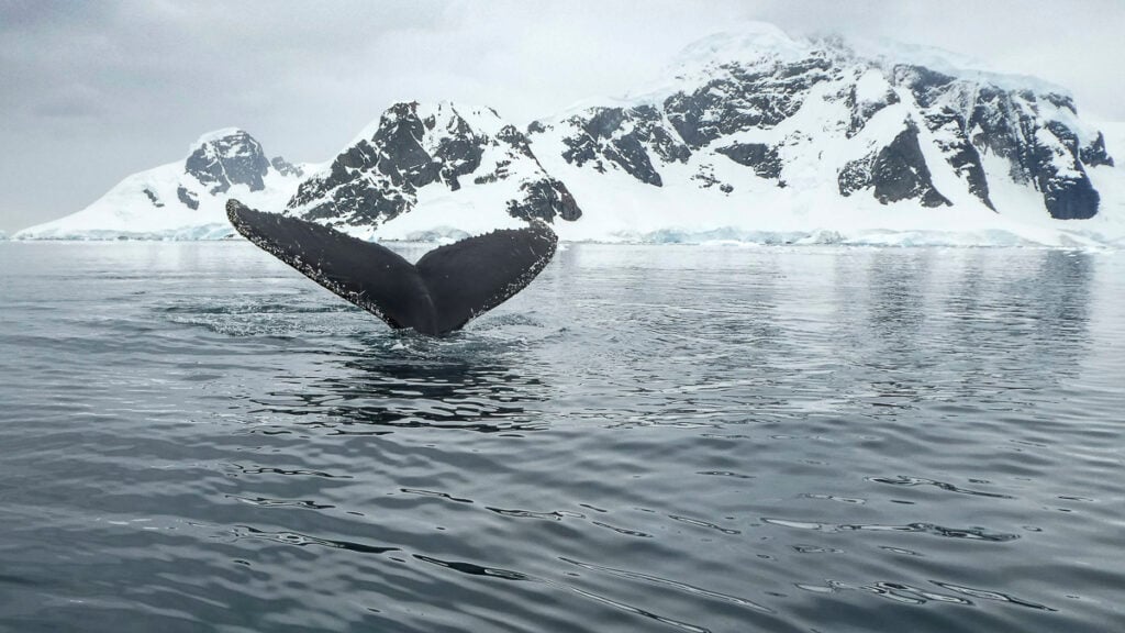 A whale’s tail fin emerges from the water near a snow-covered mountainous coastline under a cloudy sky.