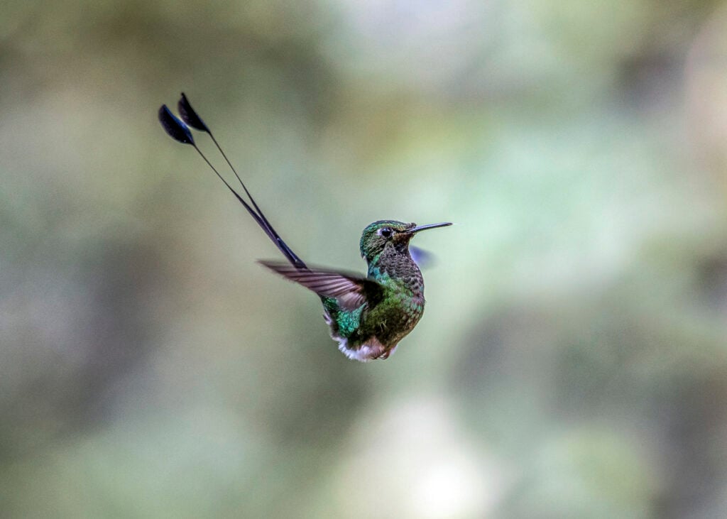 A green hummingbird with long tail feathers hovers in mid-air against a blurred background.