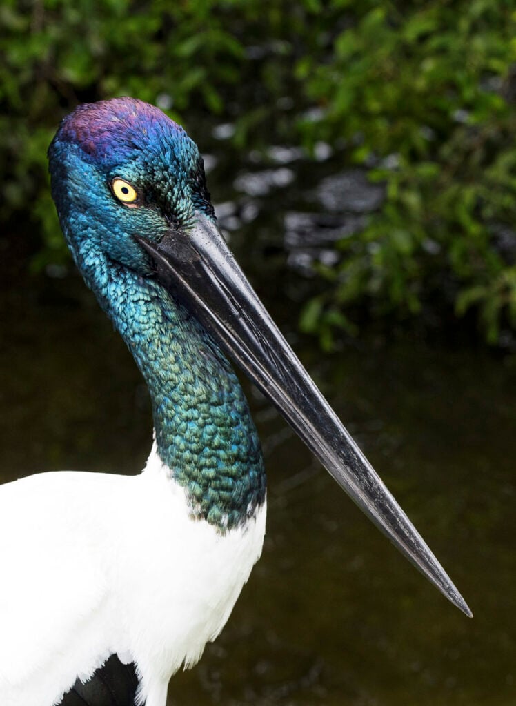 A close-up of a Jabiru stork with iridescent blue-green feathers on its head and neck, a long black beak, and a blurred natural background.
