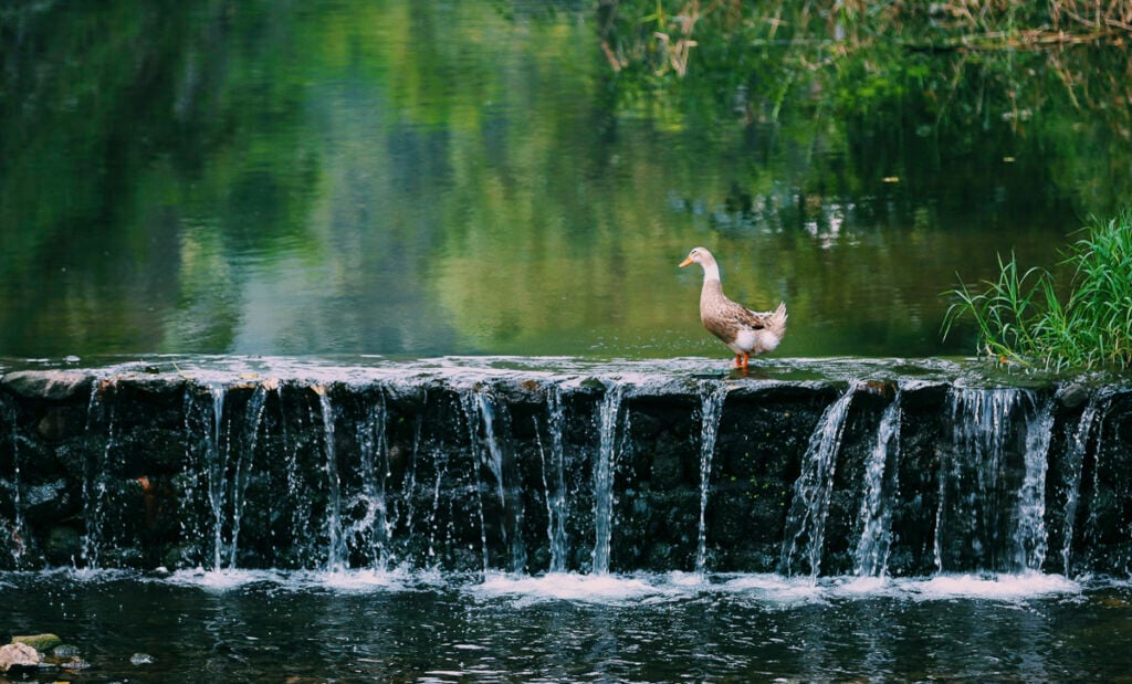 A duck stands on a low stone waterfall with water flowing over the edge, surrounded by green vegetation and reflections in the water.