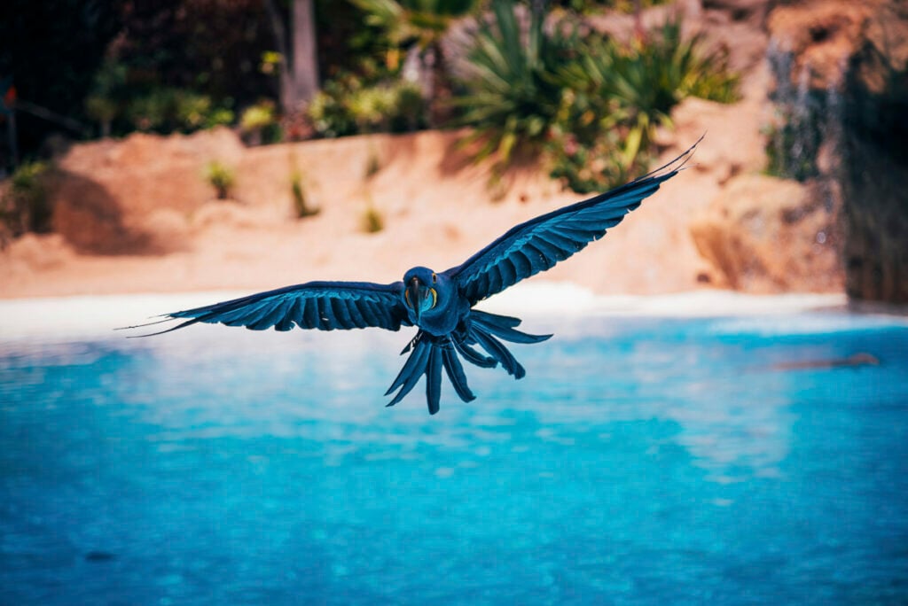 A blue parrot is flying low over a pool of bright blue water with its wings spread wide.