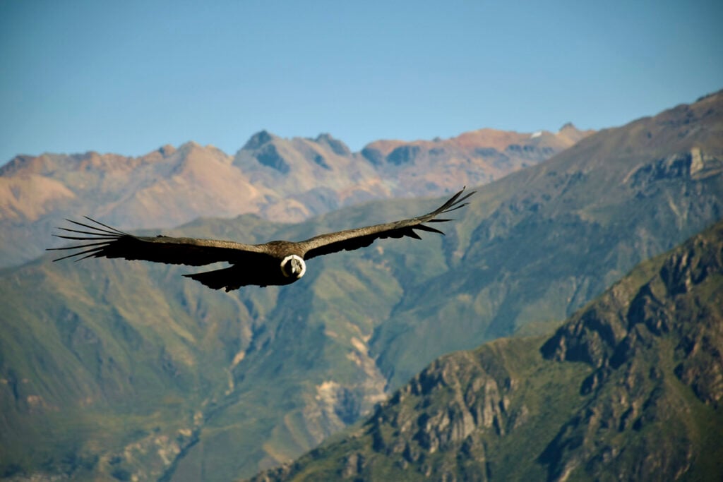A large bird with outstretched wings soars in front of a mountain range under a clear blue sky.