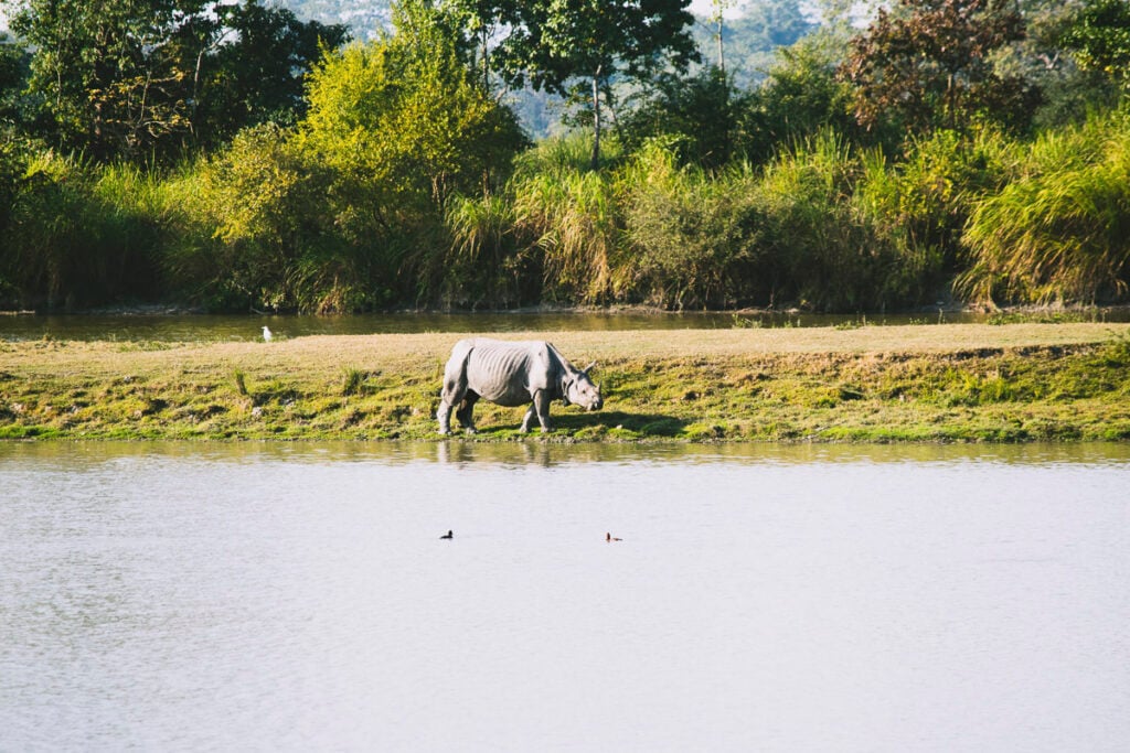 A rhinoceros walks along the grassy edge of a river, surrounded by dense greenery and trees in the background.